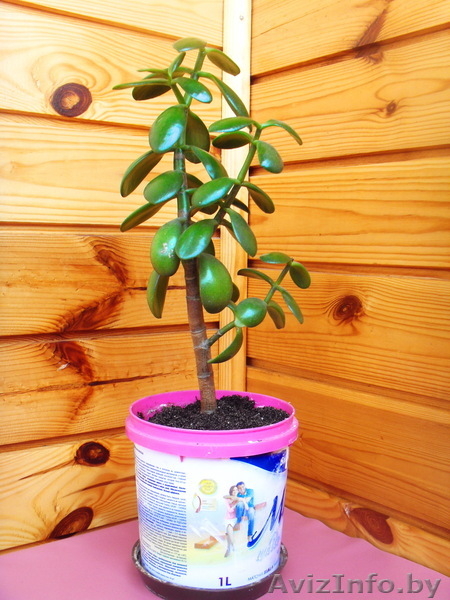 Толстянка (ДЕНЕЖНОЕ ДЕРЕВО) плюс комн. мята (плектрантус) в ПОДАРОК! - Изображение #1, Объявление #892621