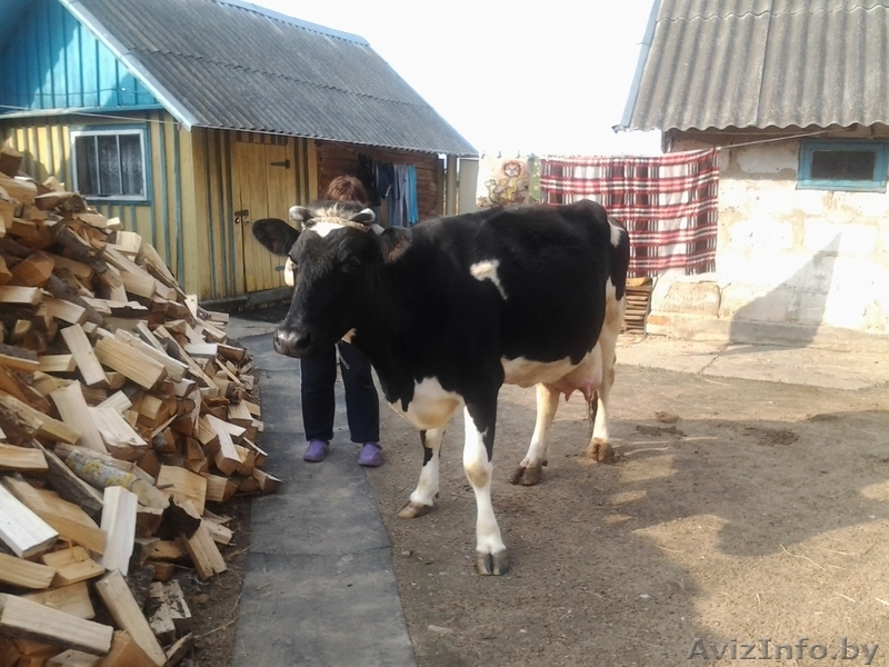 Продается молочная корова!!! - Изображение #2, Объявление #894447