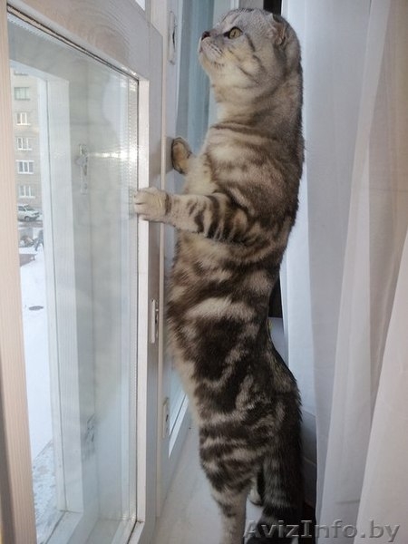 Скоттиш фолд призывает кошечек на вязку - Изображение #4, Объявление #899418