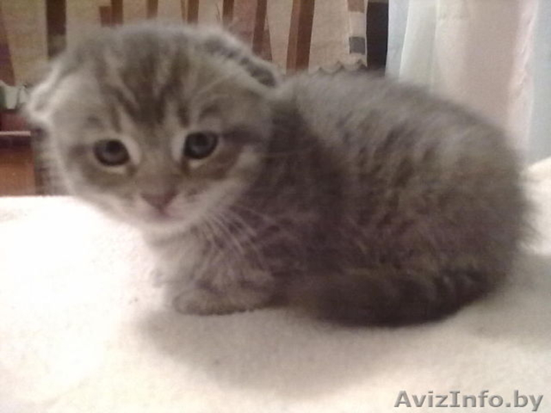 шотландская scottish fold - Изображение #2, Объявление #900339