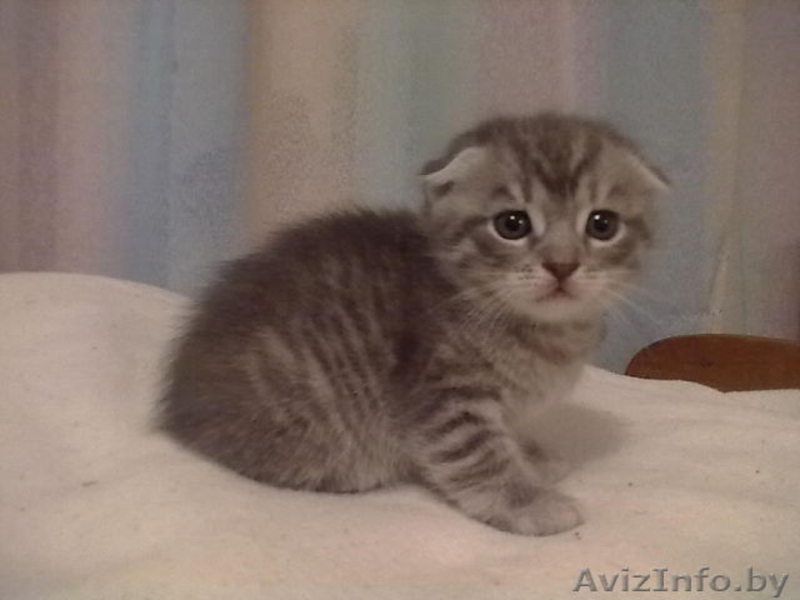 шотландская scottish fold - Изображение #1, Объявление #900339