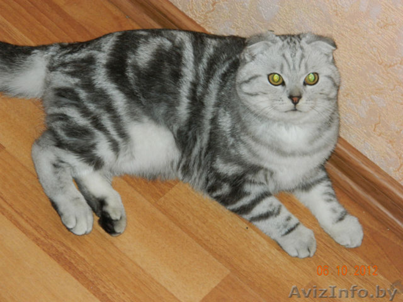 Скоттиш фолд призывает кошечек на вязку - Изображение #3, Объявление #899418
