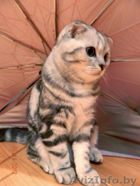 Скоттиш фолд призывает кошечек на вязку - Изображение #1, Объявление #899418