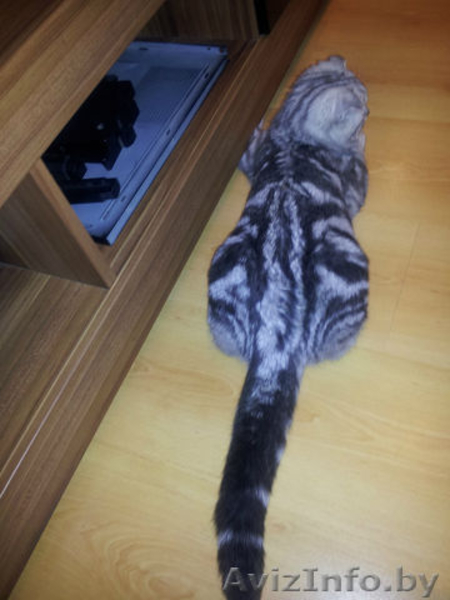 Скоттиш фолд призывает кошечек на вязку - Изображение #2, Объявление #899418