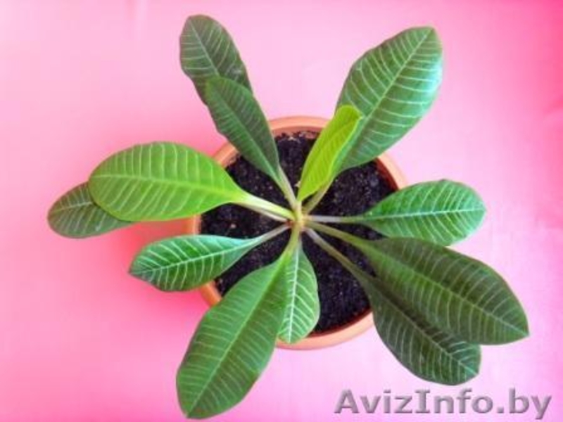 Молочай беложильчатый (euphorbia leuconeura) - Изображение #1, Объявление #908497