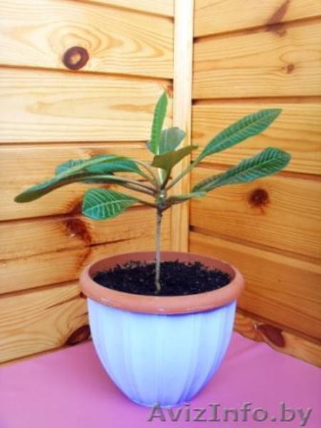 Молочай беложильчатый (euphorbia leuconeura) - Изображение #2, Объявление #908497