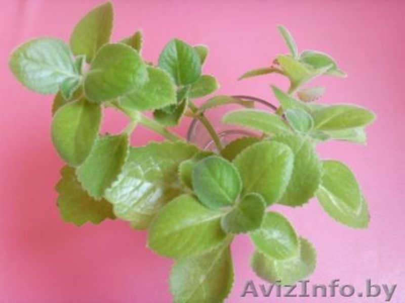 Толстянка (ДЕНЕЖНОЕ ДЕРЕВО) плюс комн. мята (плектрантус) в ПОДАРОК! - Изображение #3, Объявление #892621