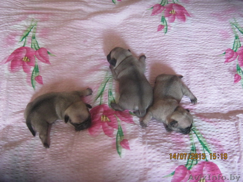 щенки мопса готовятся к продаже - Изображение #2, Объявление #936514