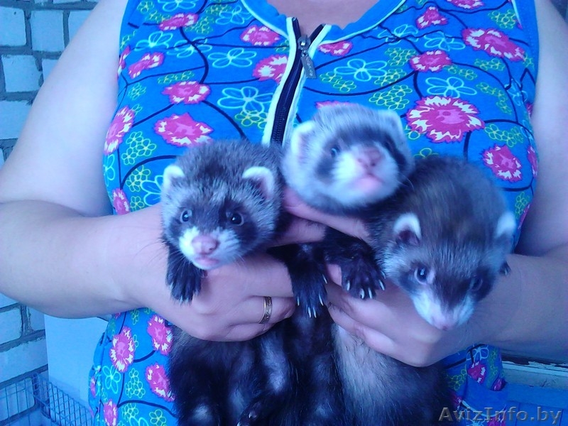 домашние хорьки - Изображение #1, Объявление #929516