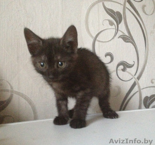 Котенок мраморного окраса в добрые руки! - Изображение #3, Объявление #938058