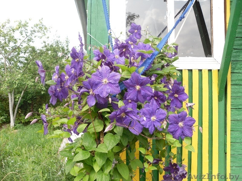 Продаётся дача в хорошем месте - Изображение #4, Объявление #946539