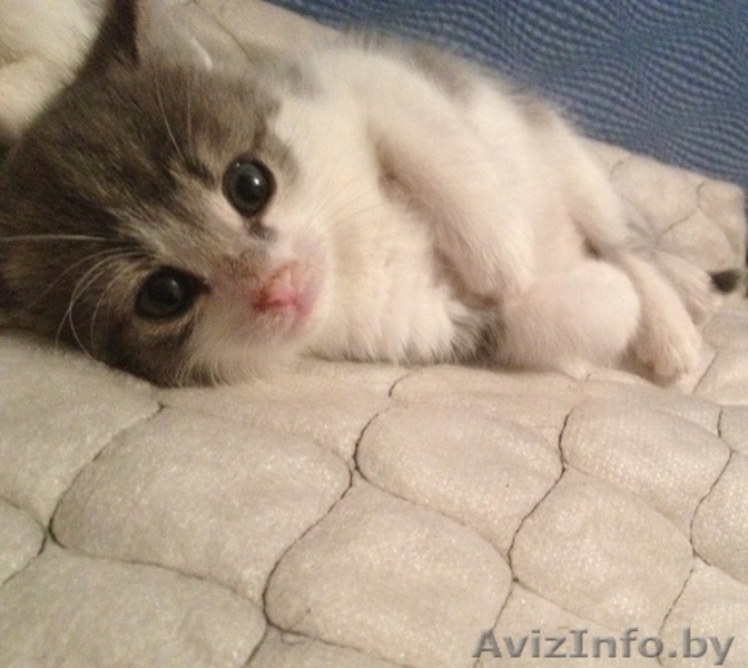 Эти две очаровательные крохи ищут маму! - Изображение #1, Объявление #978491