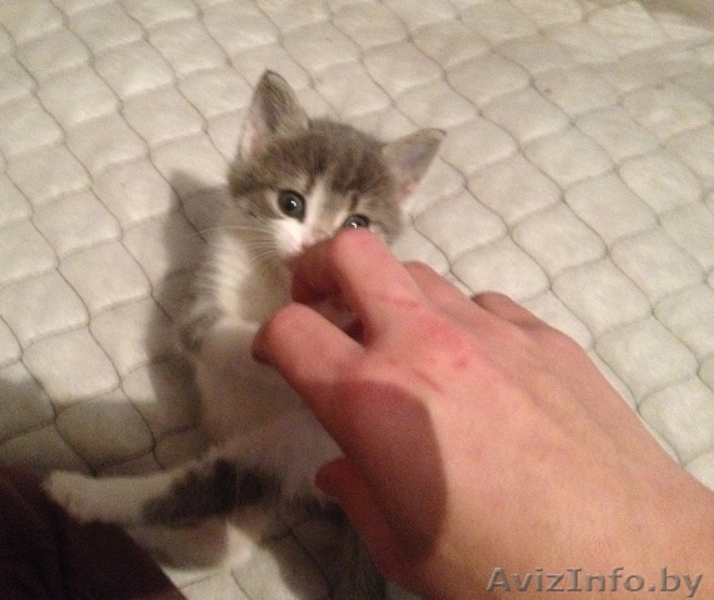 Эти две очаровательные крохи ищут маму! - Изображение #4, Объявление #978491