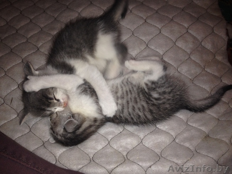 Эти две очаровательные крохи ищут маму! - Изображение #5, Объявление #978491