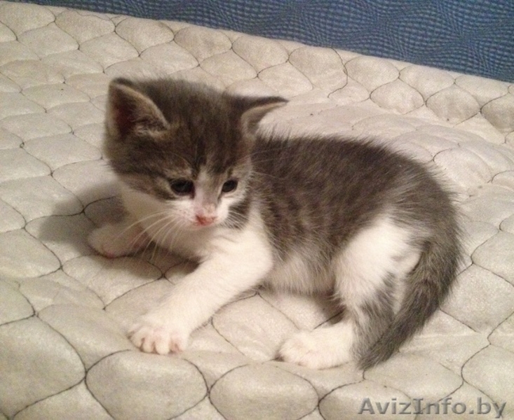 Эти две очаровательные крохи ищут маму! - Изображение #6, Объявление #978491