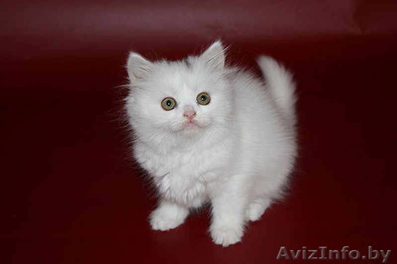 Белый хайленд страйт - Изображение #3, Объявление #908594