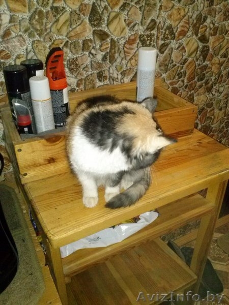 Отдам в хорошие руки! - Изображение #3, Объявление #1015043