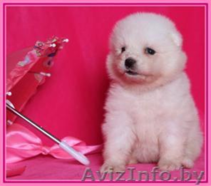 Прелестные щеночки самоедской лайки  - Изображение #1, Объявление #1018345