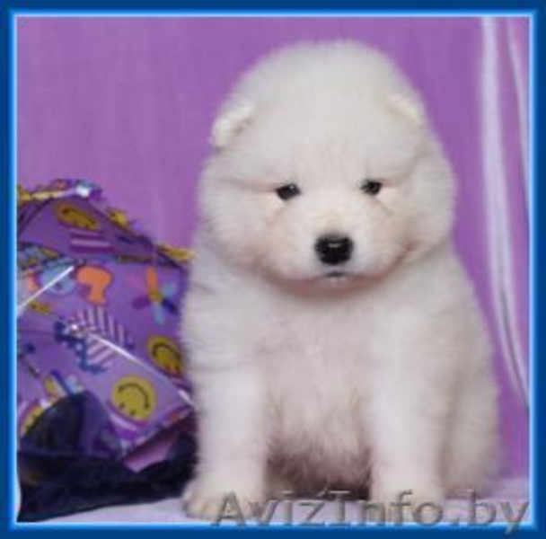 Прелестные щеночки самоедской лайки  - Изображение #2, Объявление #1018345