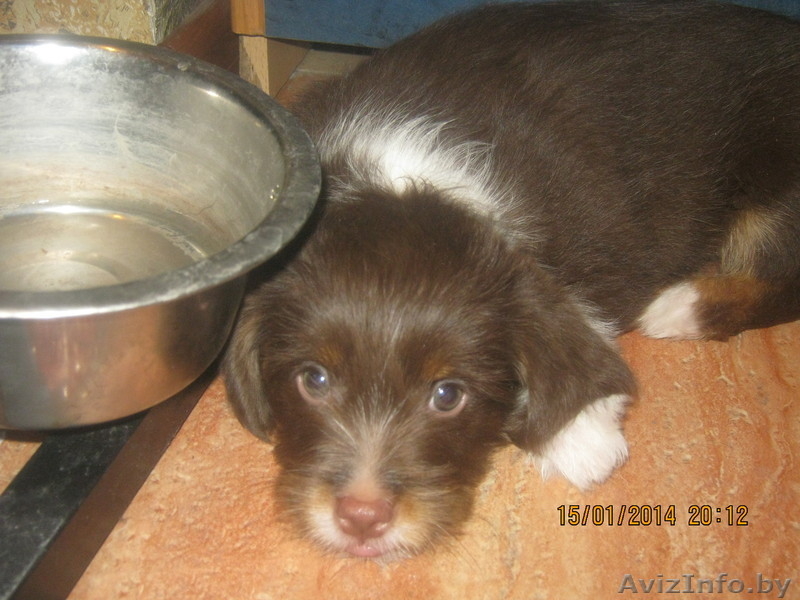 щенки в хорошие руки маленькие - Изображение #2, Объявление #1024575