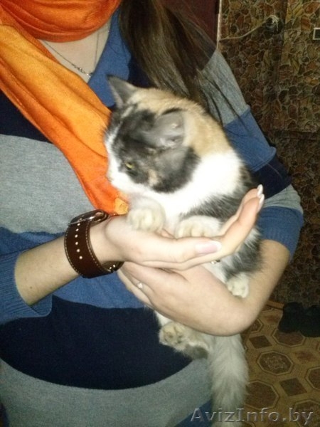 Отдам в хорошие руки! - Изображение #2, Объявление #1015043