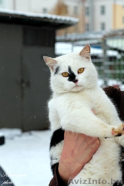 кошка и коты в дар - Изображение #2, Объявление #1039918