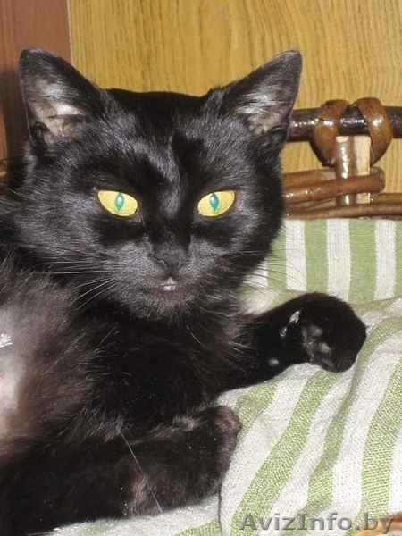 ОСОБЕННАЯ ЭЛИС ОЧЕНЬ ХОЧЕТ НАЙТИ СВОЙ ДОМ - Изображение #2, Объявление #1039759