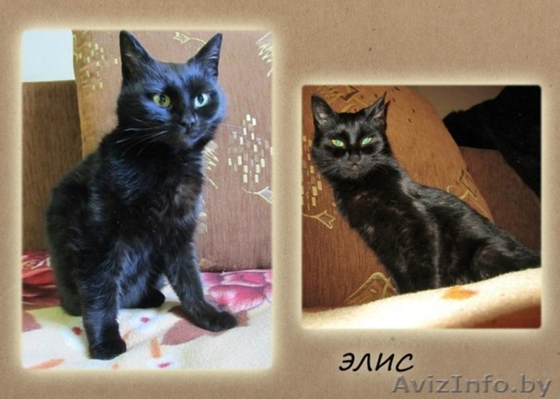 ОСОБЕННАЯ ЭЛИС ОЧЕНЬ ХОЧЕТ НАЙТИ СВОЙ ДОМ - Изображение #1, Объявление #1039759