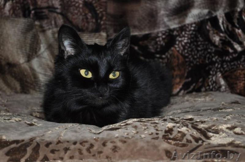 ОСОБЕННАЯ ЭЛИС ОЧЕНЬ ХОЧЕТ НАЙТИ СВОЙ ДОМ - Изображение #4, Объявление #1039759