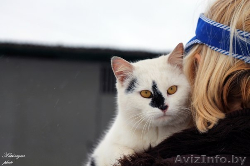 кошка и коты в дар - Изображение #1, Объявление #1039918