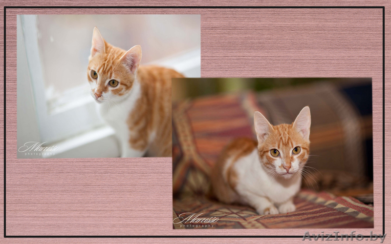 арина в добрые руки - Изображение #1, Объявление #1039540