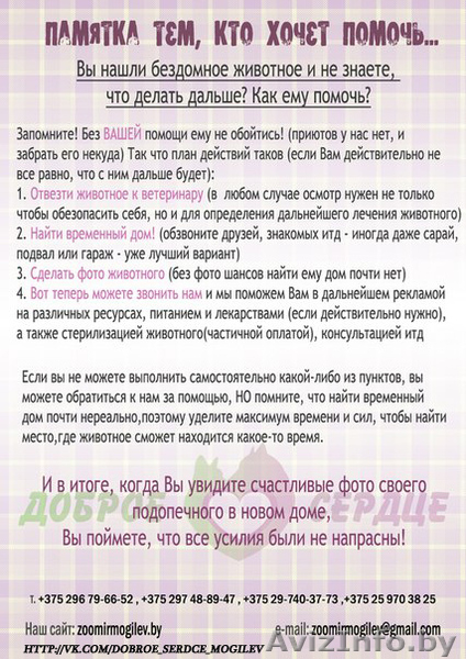 мышкин в добрые руки - Изображение #2, Объявление #1039544