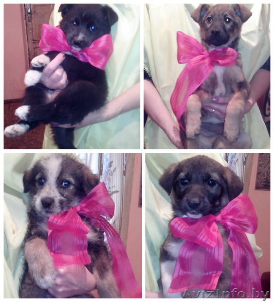 щеночки в дар надежным людям - Изображение #1, Объявление #1039568