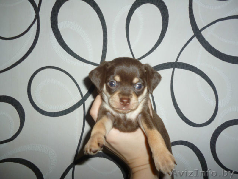 ПРОДАЮ ЩЕНКОВ ТОЙ ТЕРЬЕРА - Изображение #3, Объявление #1031405