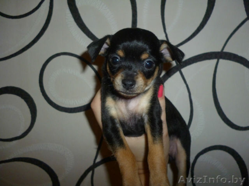 ПРОДАЮ ЩЕНКОВ ТОЙ ТЕРЬЕРА - Изображение #2, Объявление #1031405