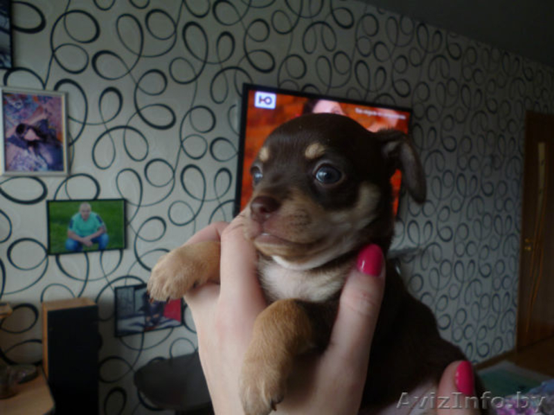 ПРОДАЮ ЩЕНКОВ ТОЙ ТЕРЬЕРА - Изображение #4, Объявление #1031405