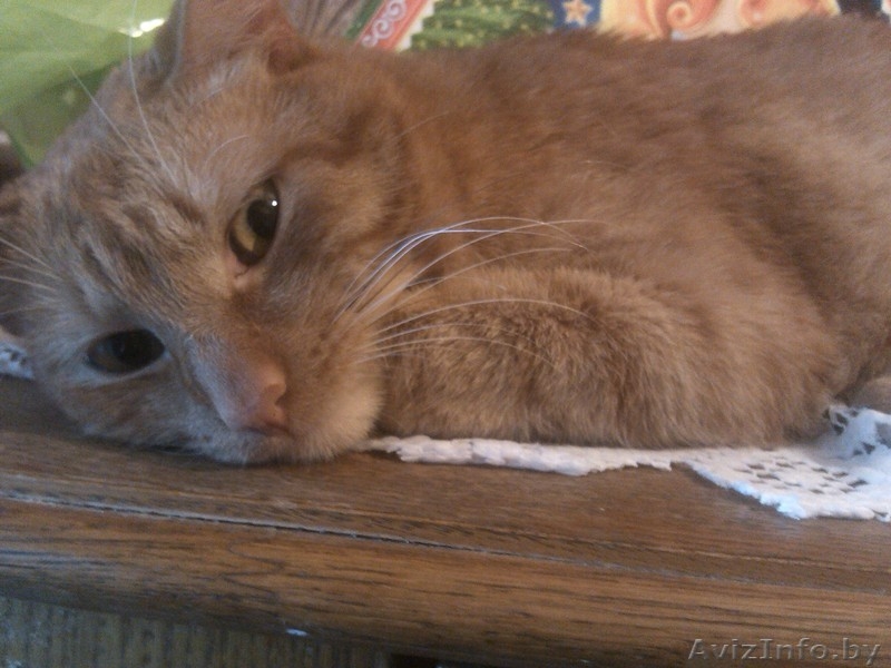 Отдам котика в хорошие руки - Изображение #2, Объявление #1038660