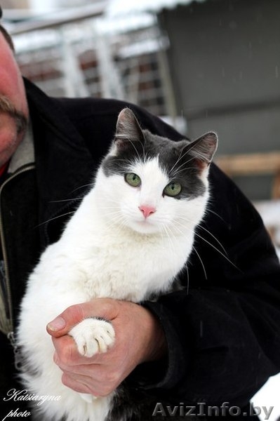 кошка и коты в дар - Изображение #4, Объявление #1039918