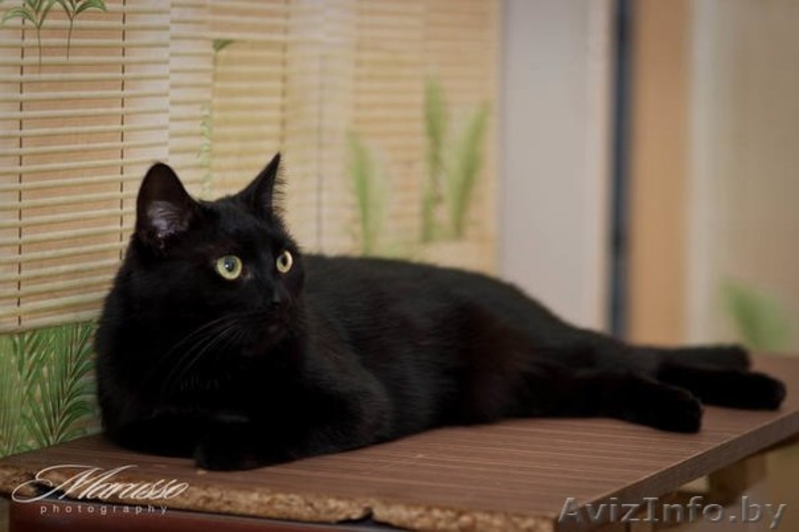 пуся в добрые руки - Изображение #1, Объявление #1039541