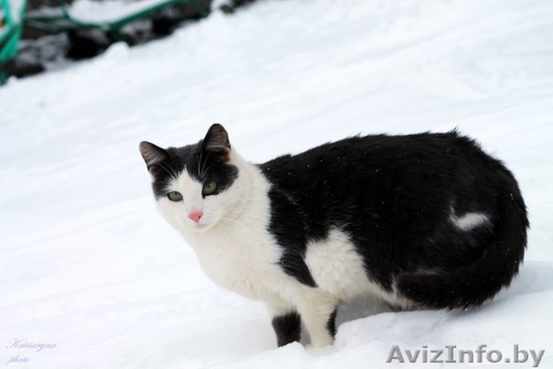 кошка и коты в дар - Изображение #5, Объявление #1039918