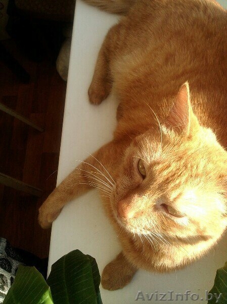 Отдам котика в хорошие руки - Изображение #3, Объявление #1038660