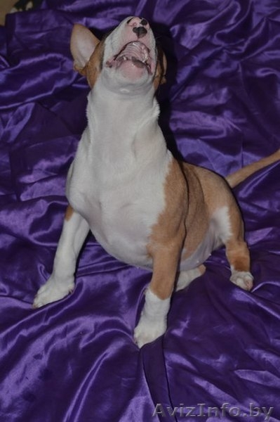 Девочка стандартного бультерьера - Изображение #3, Объявление #1057233