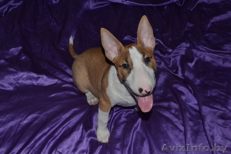 Девочка стандартного бультерьера - Изображение #2, Объявление #1057233