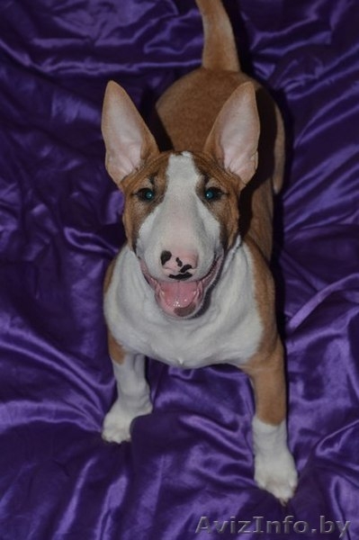 Девочка стандартного бультерьера - Изображение #1, Объявление #1057233