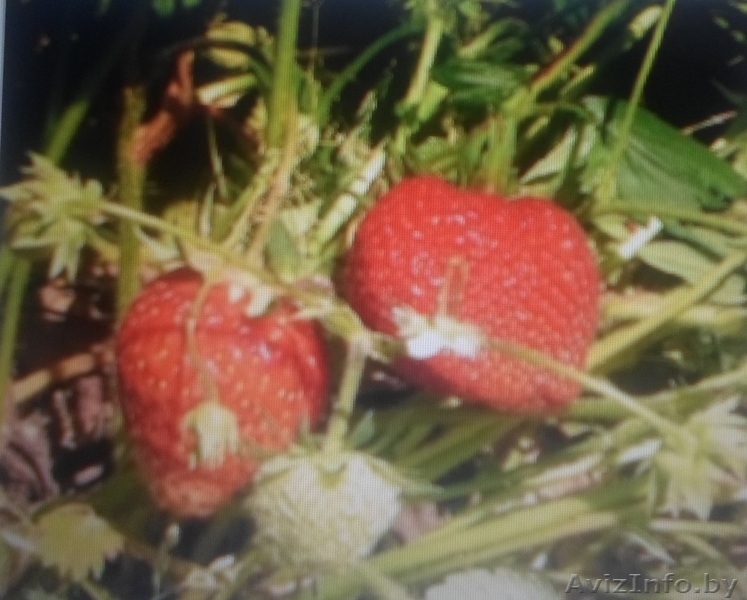 Рассада клубники среднего срока созревания "Зенга-Зенгана" и ранней "Кимберли".  - Изображение #1, Объявление #1057137