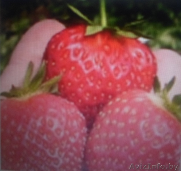 Рассада клубники среднего срока созревания "Зенга-Зенгана" и ранней "Кимберли".  - Изображение #2, Объявление #1057137