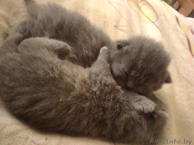 Очень милые британские котятки - Изображение #1, Объявление #1108807