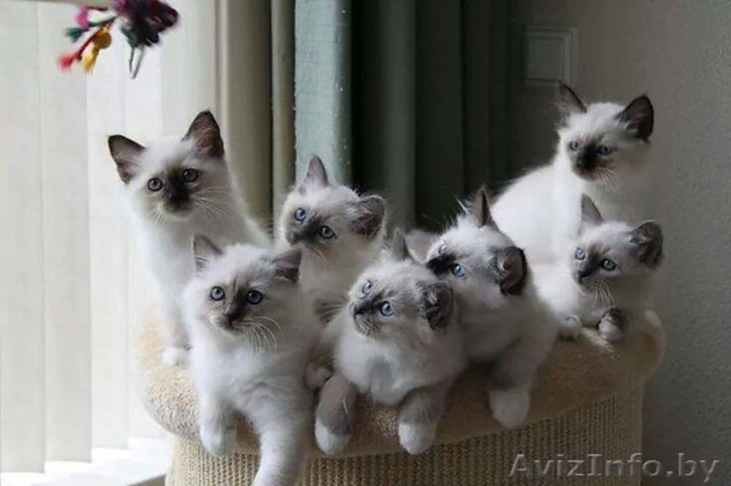 сиамскиe кошечки и котики - Изображение #1, Объявление #1118927