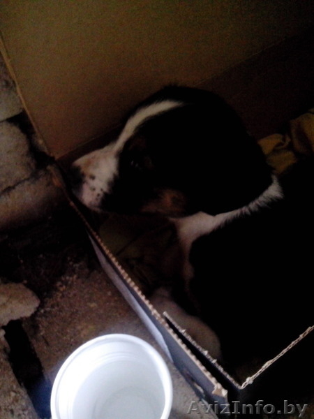 Отдам щенка джек рассел терьера - Изображение #1, Объявление #1122157