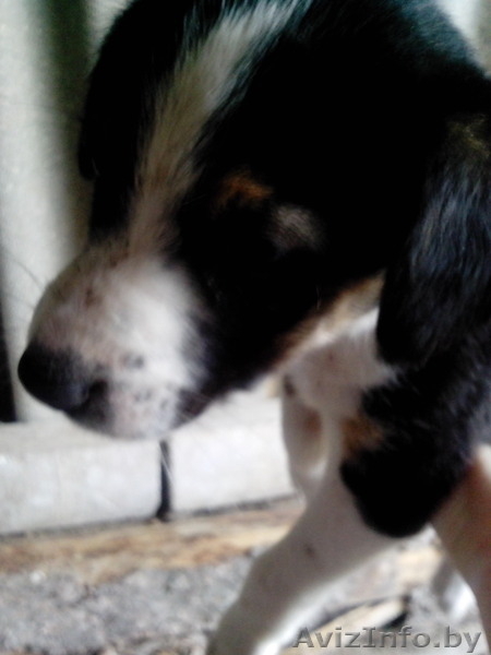 Отдам щенка джек рассел терьера - Изображение #2, Объявление #1122157